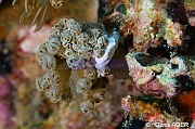 Xenia sp Caphyra sp-Liwutonkidi Island-12m-20180604-Denis-ADER-DSC_3858_tn